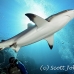 shark_reef_grey_1t_srmr_beqa_h_0037_fij7449.jpg